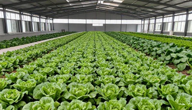 绿色蔬菜收购中的品质管理关键环节